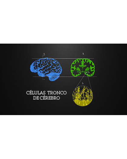 1 Ed. Curso Clulas Tronco (Estaminais) de Crebro - Sua Funo e Potencial Teraputico